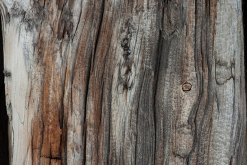 old wood texture in grey color