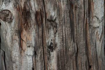 An oId dry wood texture