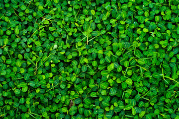 Obraz premium Background texture, Green grass of texture 