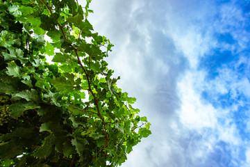 Fresh Green grape vine branches and leaves in low angle view, against blue white clouds sky background with copy space on right side