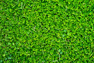 Background texture, Green grass of texture 
