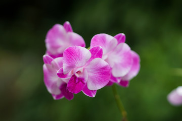 Naklejka na ściany i meble close up of orchid.