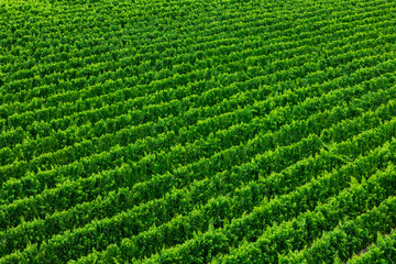 beautiful vast vineyard, grapes fruits green Large field top aerial view, agriculture wine production region background, British Columbia BC, Canada