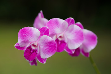 close up of orchid.