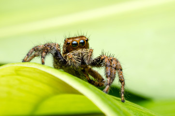jumping spider on a green leaf