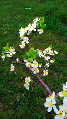 plum white flowers