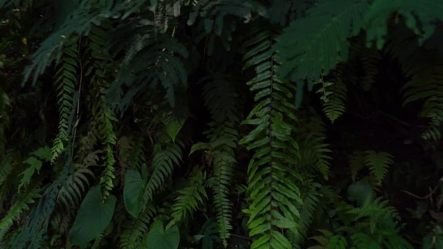 Fauna in Bali