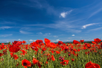 Klatschmohn, Deutschland
