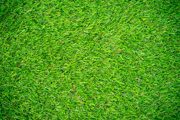  Artificial grass