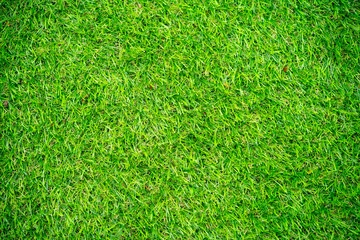 Fototapeta premium green grass background