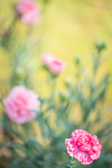 Pink flower with bokeh background