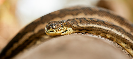 Detailed closeup of a Coastal Carpet Python
