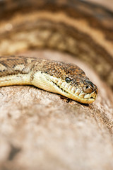 Detailed closeup of a Coastal Carpet Python