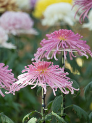 Obraz premium 菊の花 管物菊