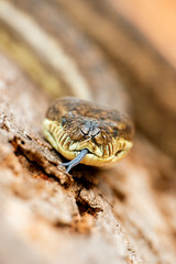 Detailed closeup of a Coastal Carpet Python