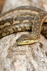 Detailed closeup of a Coastal Carpet Python