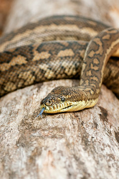 Detailed closeup of a Coastal Carpet Python