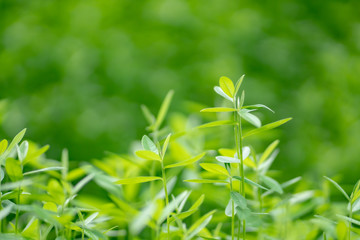 Nature background, Young tree green tree in nature as background.