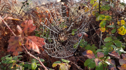 spider net web for background
