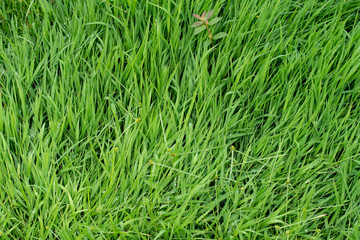 green grass background