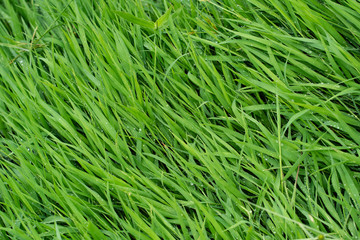 Texture of background, full frame of green grass texture