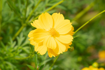 Close up of flower nature in sunlight nature.