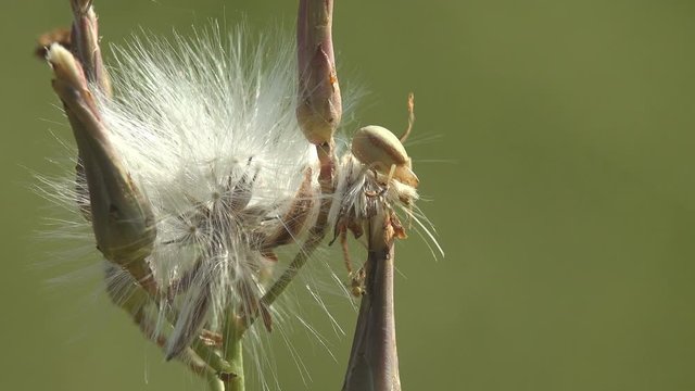 Spider sits in an ambush before an attack on insects, he hid in Seedhead detail, False dandelions, pappus of dandelion seed. View around macro