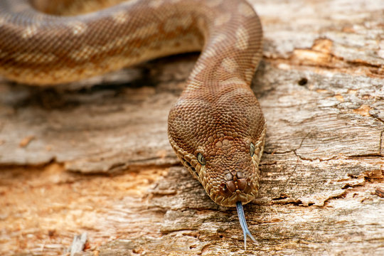 Detailed closeup of a Coastal Carpet Python
