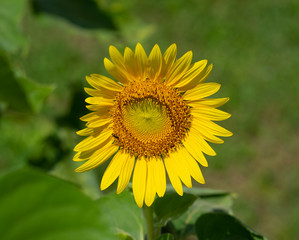 Fototapeta premium sunflower in field