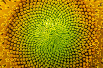 Flower nature background, Close up sun flower in nature.