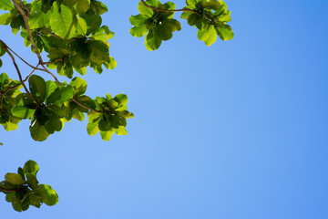 green leaves and blue sky