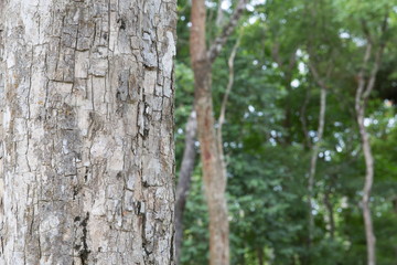 bark of a tree