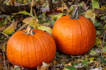 Pumpkin on the fall leave back group