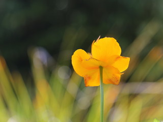 Obraz premium Trollius chinensis, a wild flower