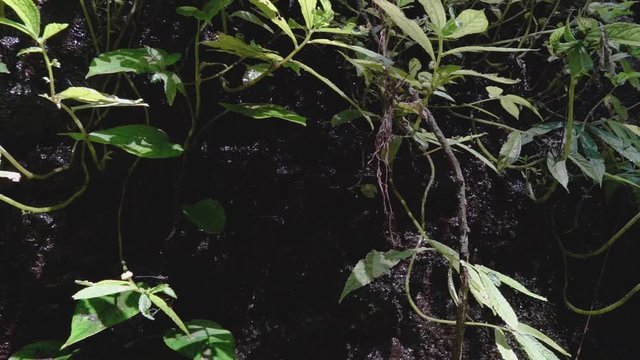 Naturaufnahmen in Bali