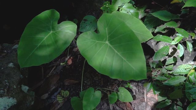Naturaufnahmen in Bali