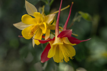yellow and red columbines 