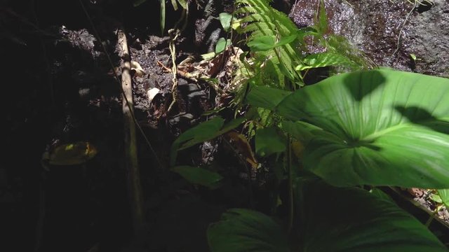 Naturaufnahmen in Bali