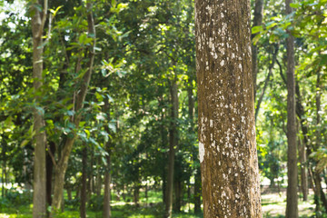 trees in the forest