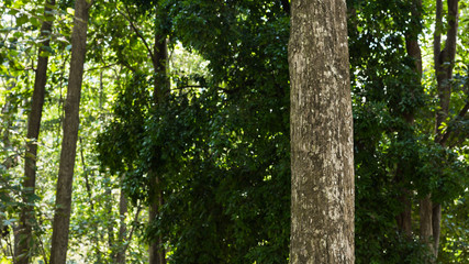 Teak tree in the forest 