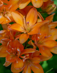 Obraz na płótnie Canvas orange lilies in the garden