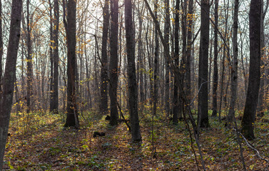 Evening walks in the autumn forest, yellow foliage, evening sun warm air in the sunset period of the day.