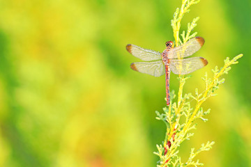 나무가지에 앉아 있는 잠자리