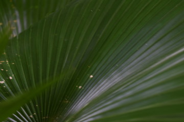 green leaves background