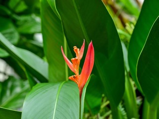 光を浴びて輝くヘリコニア（オウムバナ）の花