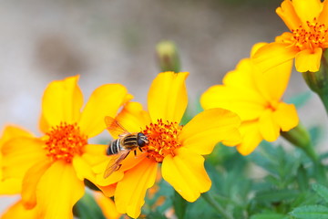 꿀을 먹는 있는 파리