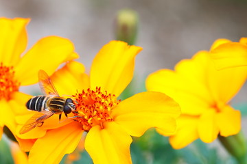 꿀을 먹는 있는 파리