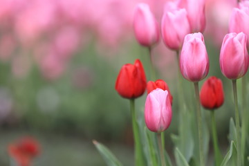 スリムなウインターチューリップ達