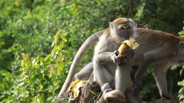 Crab-eating macaque also known as the long-tailed macaque is eating banana