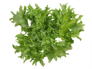 Hydroponics,Organic fresh harvested vegetables on white background.